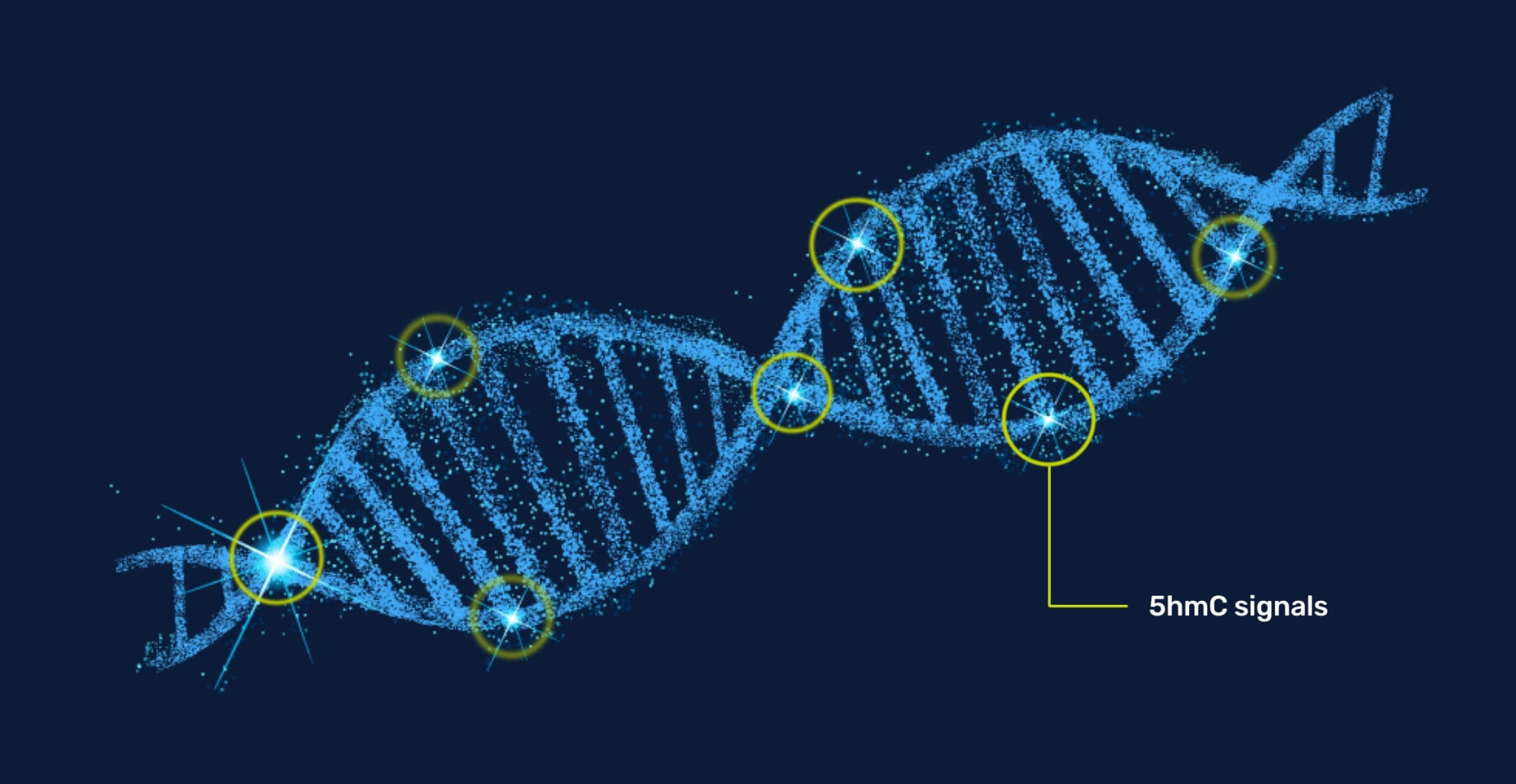 A DNA double helix with 5hmC signal segments highlighted